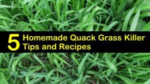 homemade quack grass killer titleimg1