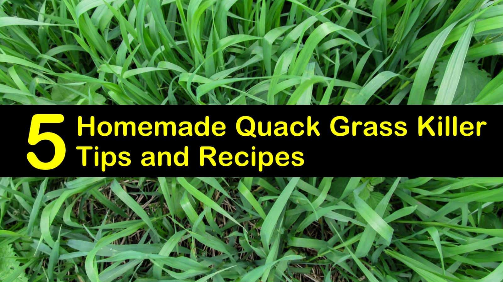 Image of Quack grass plant being sprayed with herbicide