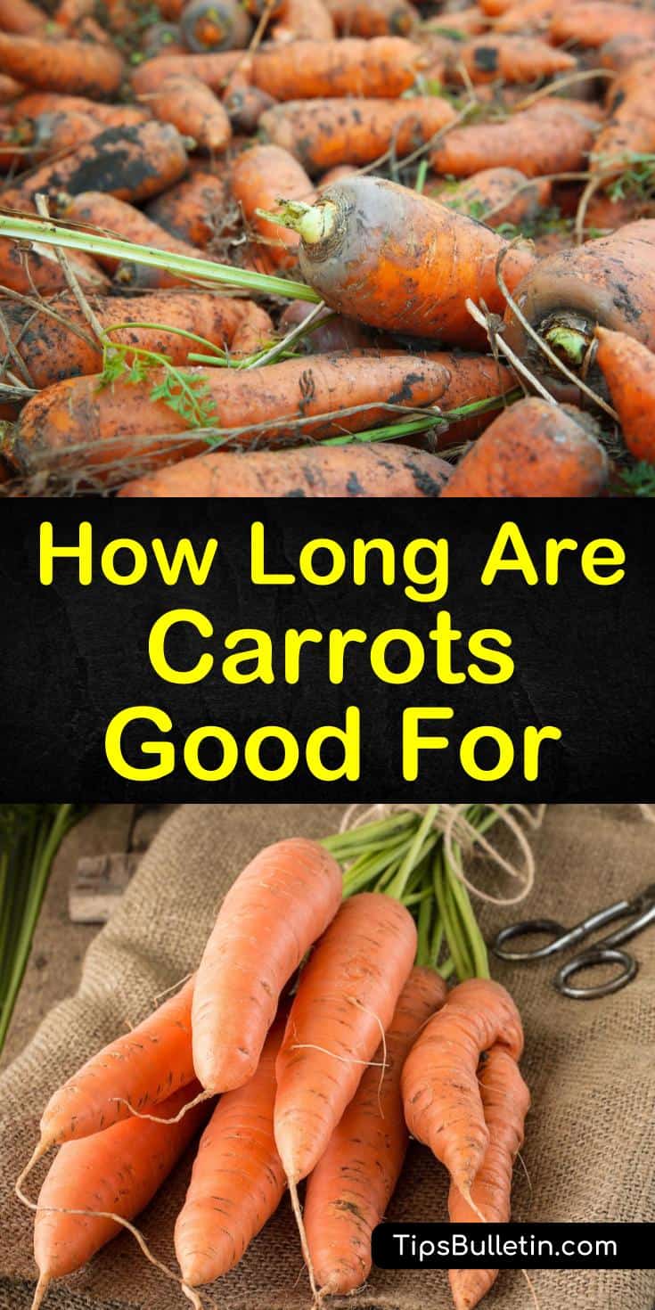 How long do carrots last, and when is it time to toss them out? Learn the shelf life of fresh carrots based on how they are stored, whether long term or short term. Use early warning signs to determine the difference between a moldy carrot and one with a white blush. #carrots #goodfor #carrotslast