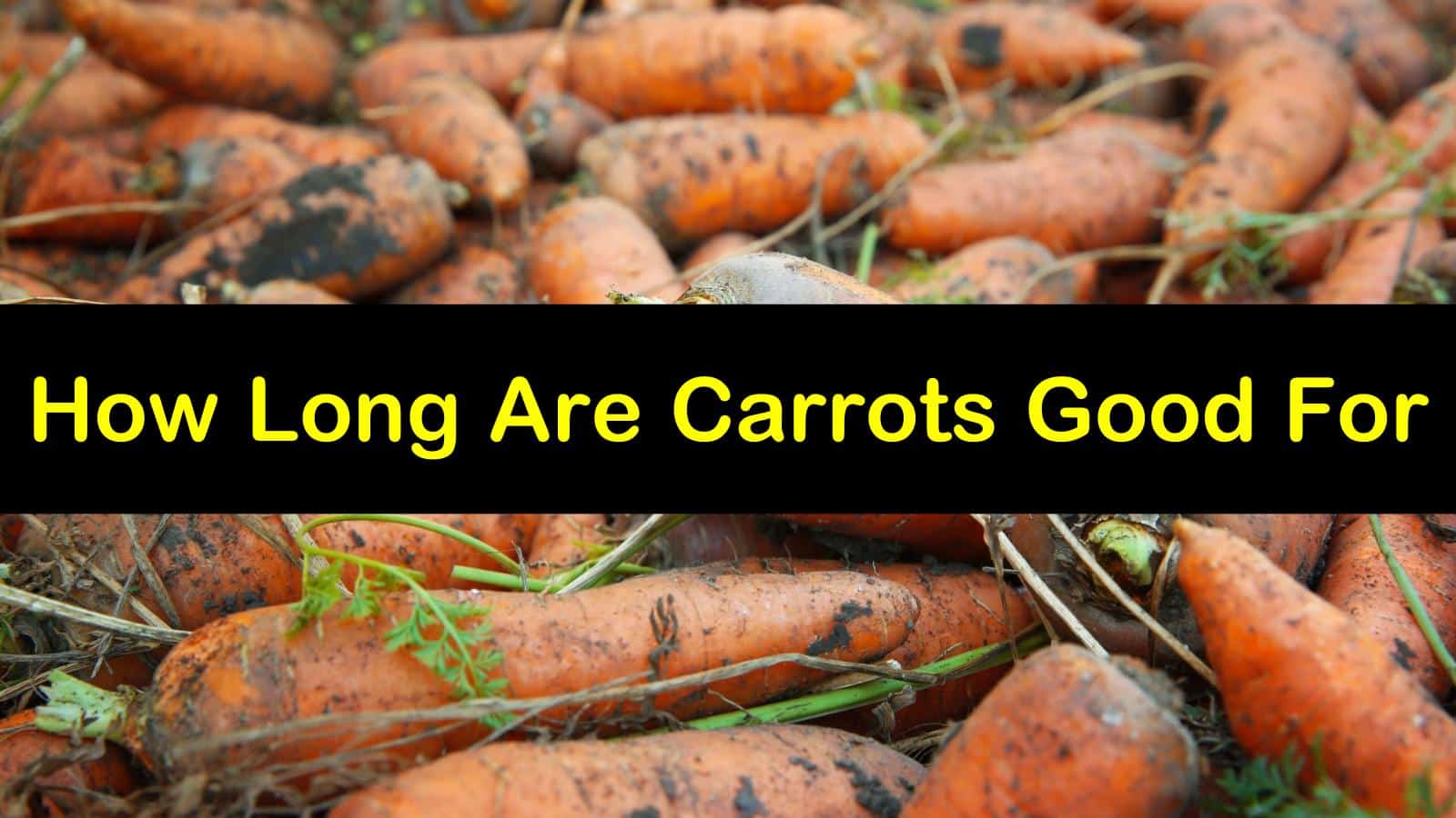 how long are carrots good for titleimg1