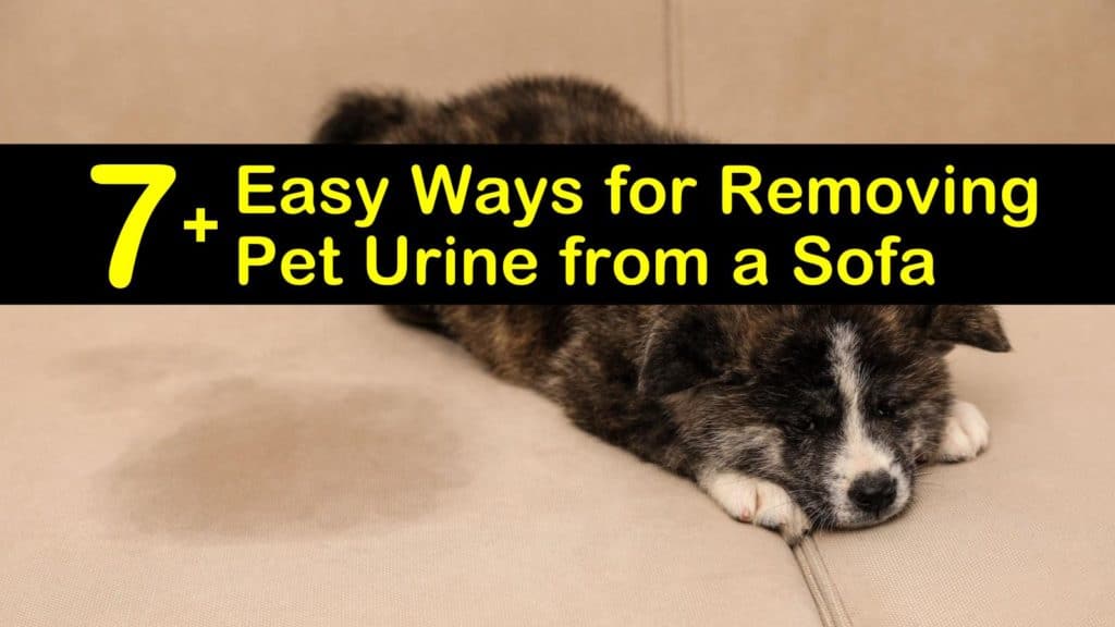 how to get dog pee out of leather furniture