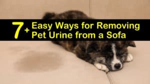 how to clean urine from a couch titleimg1