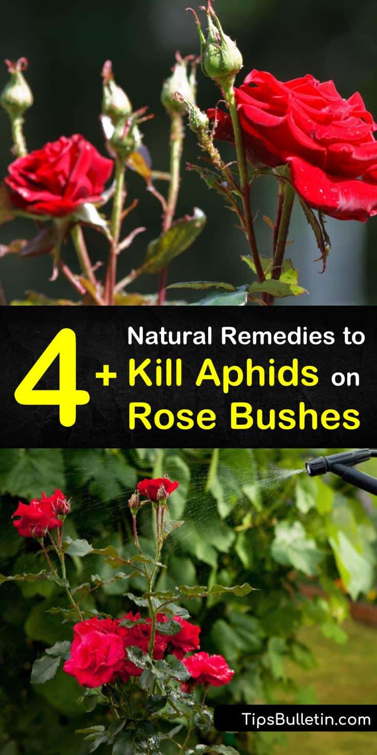 Learn how to get rid of an aphid infestation on your rose bush naturally. Eliminate and control garden pests by using beneficial insects such as lacewings. Make a homemade organic pesticide using neem oil, soapy water, and a spray bottle. #aphids #roses #aphidsonroses