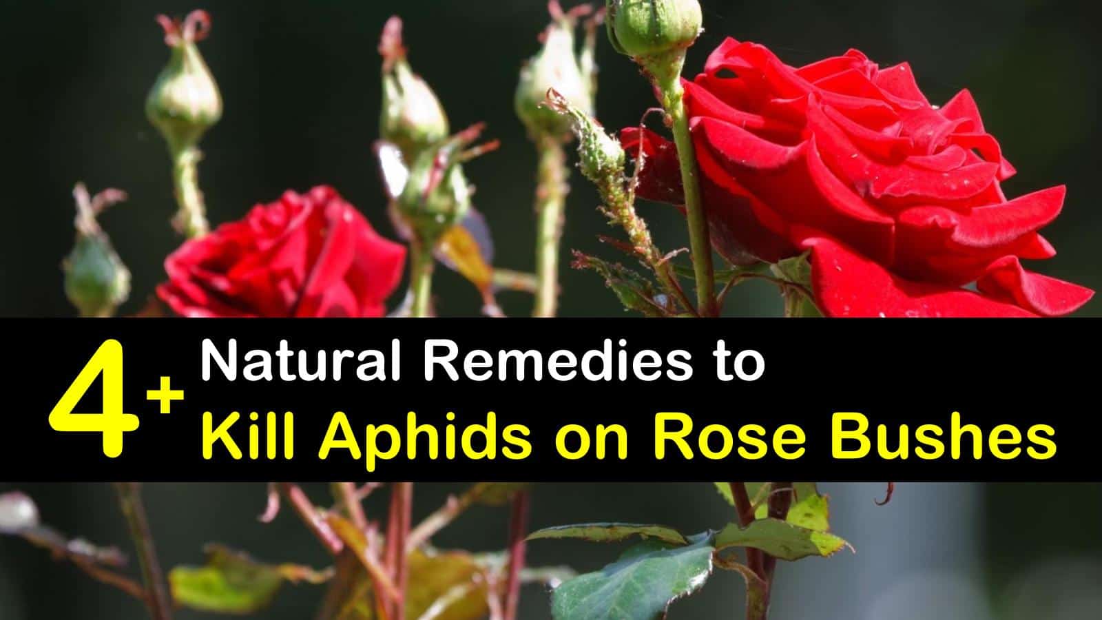 how to get rid of aphids on roses titleimg1