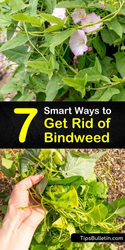 Find out how to get rid of bindweed with our comprehensive guide. We show you how to kill wild morning glory and remove its root system so your garden can stay green and flawless. #bindweed #morningglory #removebindweed