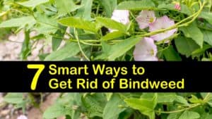 how to get rid of bindweed titleimg1
