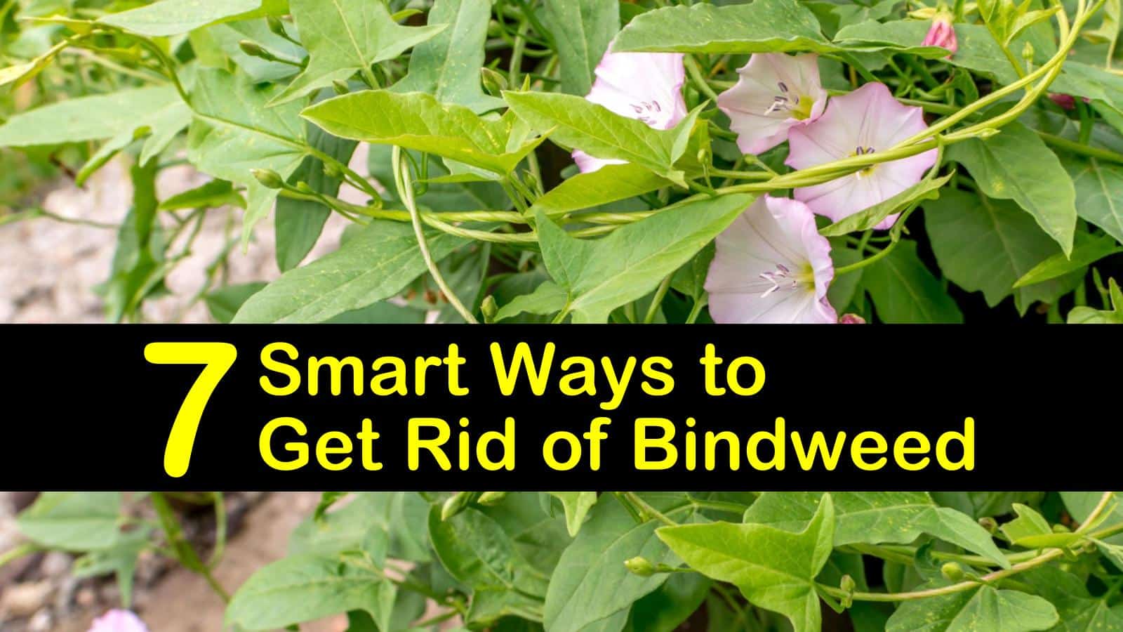 7 Smart Ways to Get Rid of Bindweed