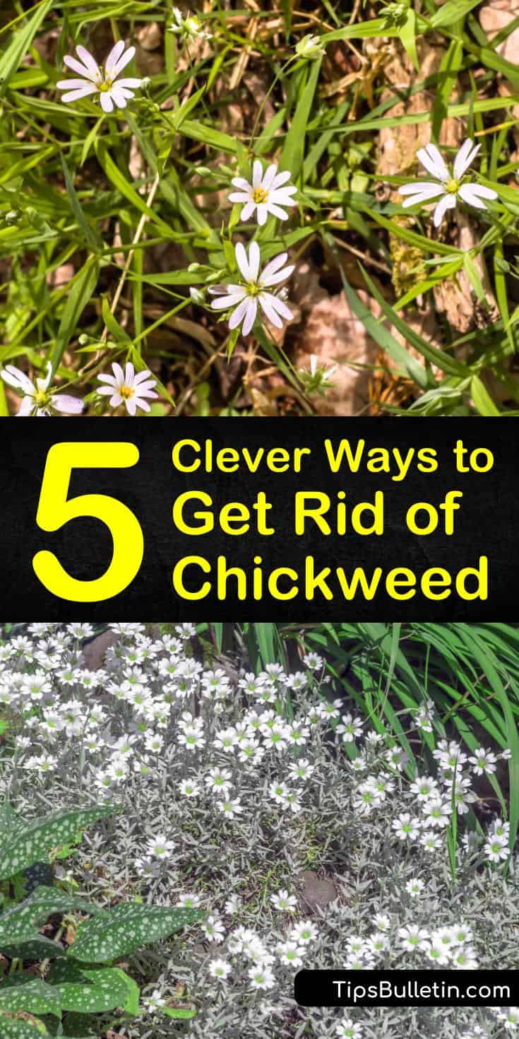Learn how to get rid of chickweed around your home with our guide. We show you the best way to eliminate the white flowers using DIY weed killer and home remedies. Your lawn will thank you. #chickweed #weedkiller #getridofchickweed