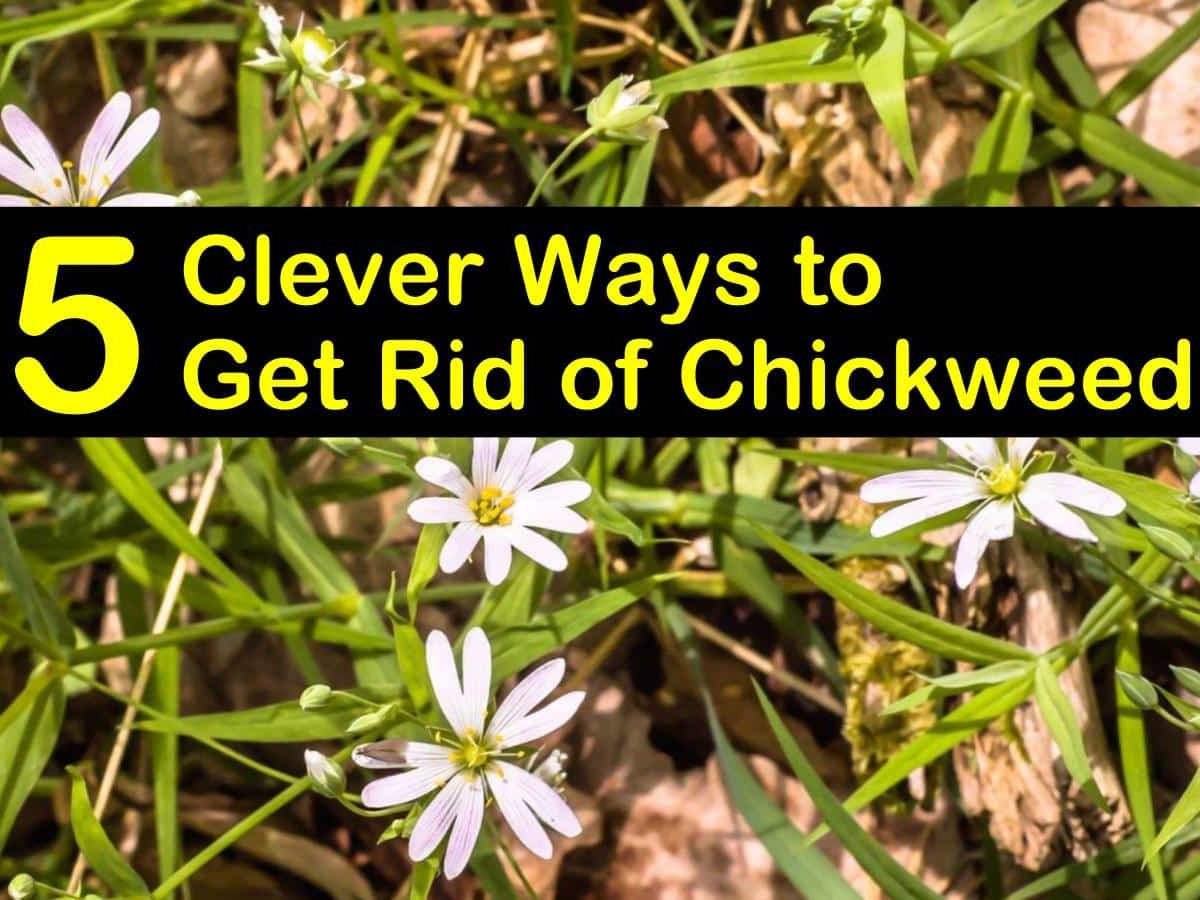 How to Get Rid of Chickweed in Flower Bed: Proven Solutions