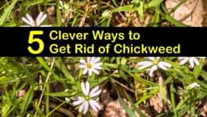 how to get rid of chickweed titleimg1