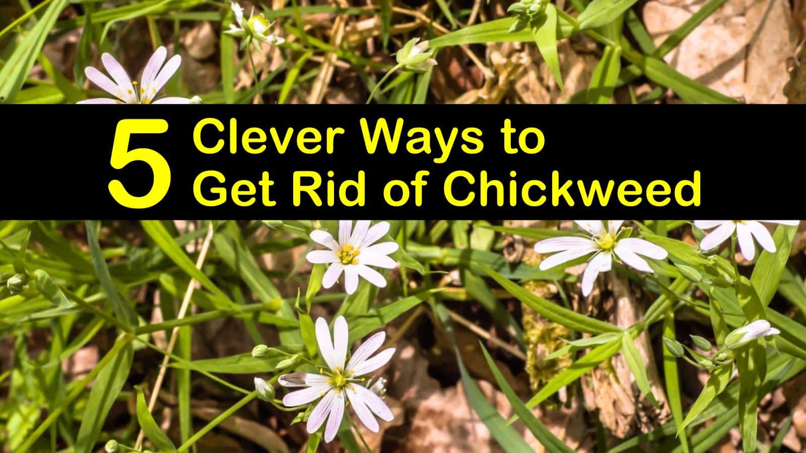 how to get rid of chickweed titleimg1