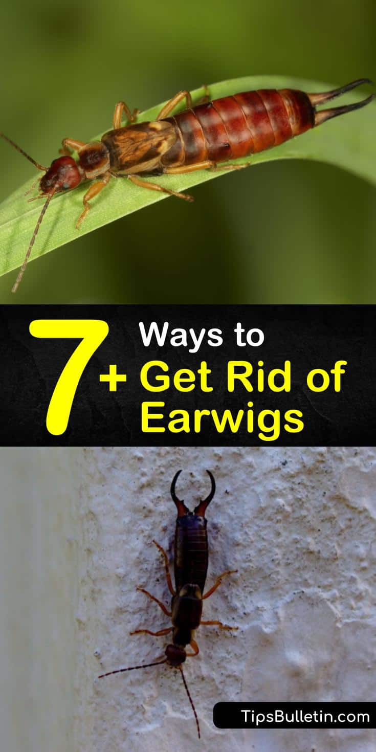 Learn how to prevent an infestation of earwigs by eliminating damp hiding places and sealing small crevices. Kill earwigs with a homemade soapy water solution, vegetable oil, and diatomaceous earth. #getridofearwigs #earwigs #killearwigs