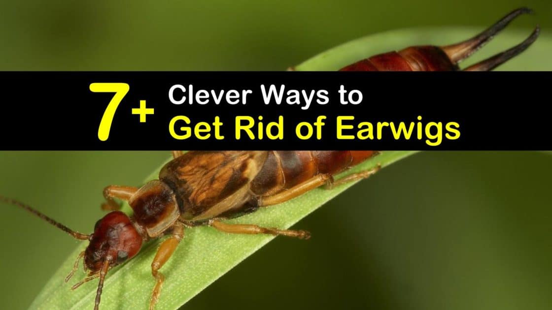 How To Get Rid Of Earwigs In Your Home kinextdesign