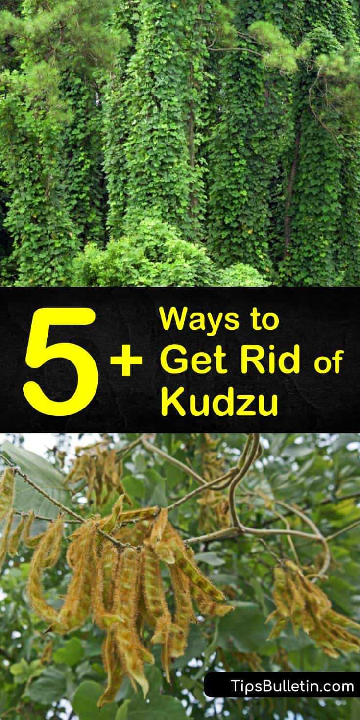 Learn how to control and eliminate kudzu from your property to prevent the weedy vine from taking over your home and lawn. Remove the kudzu vine off of trees, dig up the root system, or apply herbicides to get rid of this aggressive weed. #kudzukiller #howtokillkudzu #homemadekudzukiller