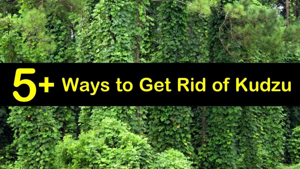 5+ Clever Ways to Get Rid of Kudzu
