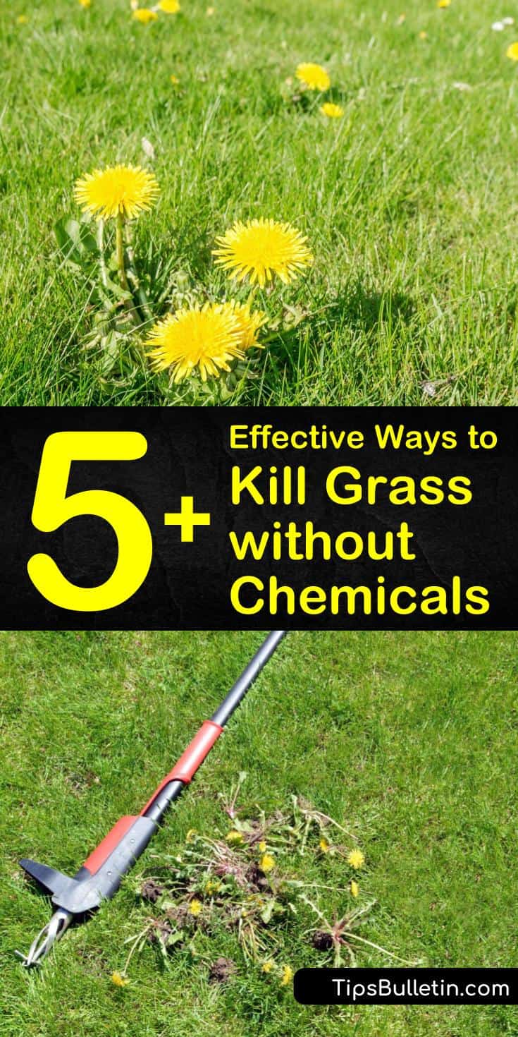 Learn how to kill grass without chemicals using DIY weed killer, mulch, boiling water, and more. We help you find the perfect options to kill grass and weed seeds the all-natural way and leave your lawn ready for mowing. #killgrass #removegrass #DIYweedkiller