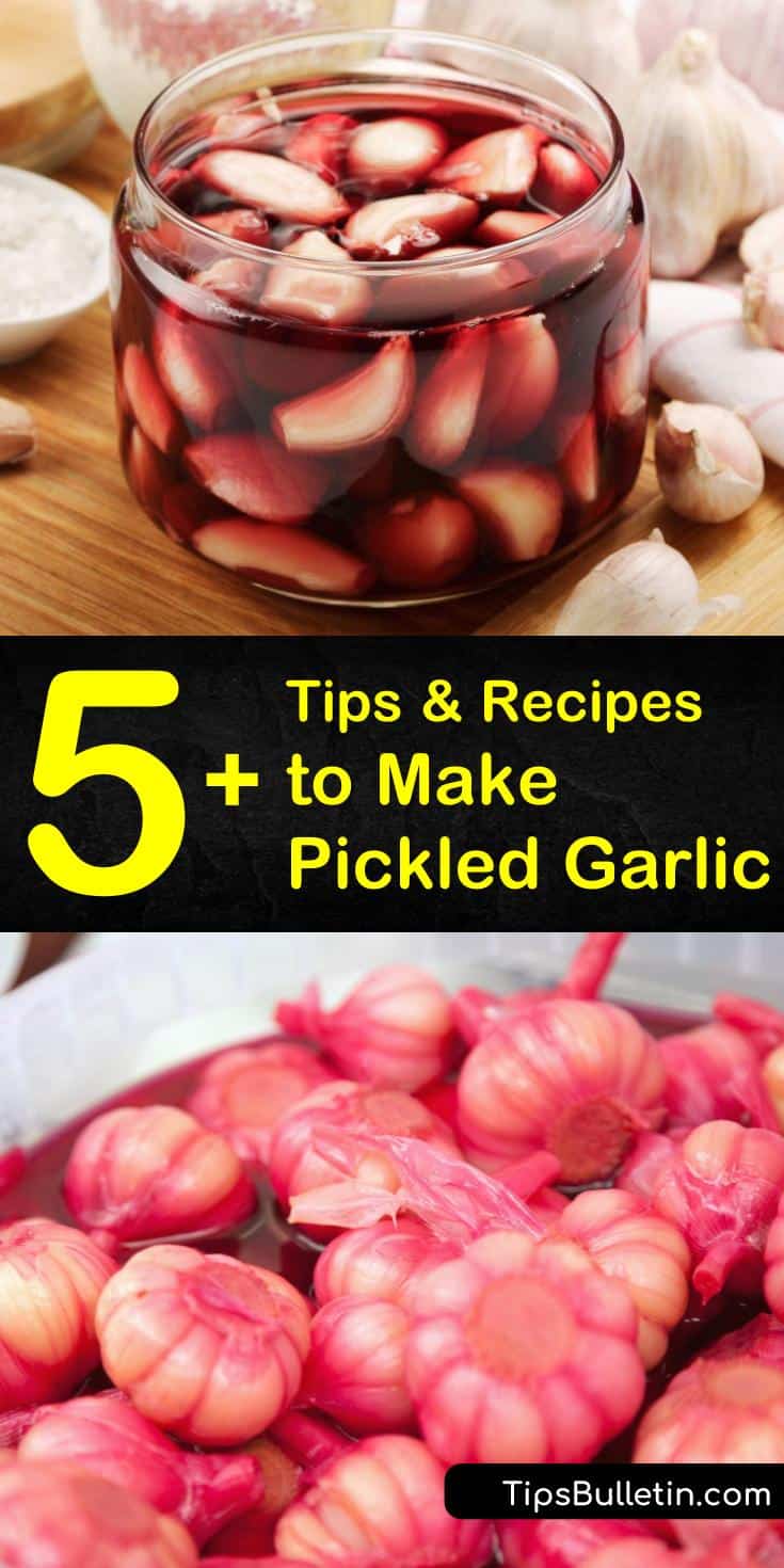 Learn how to pickle garlic cloves by canning and storing in the refrigerator. Enjoy garlic’s many benefits and uses by making easy pickled garlic or spicy Korean pickled garlic using soy sauce and wine vinegar. #pickledgarlic #howtopicklegarlic #picklegarlic
