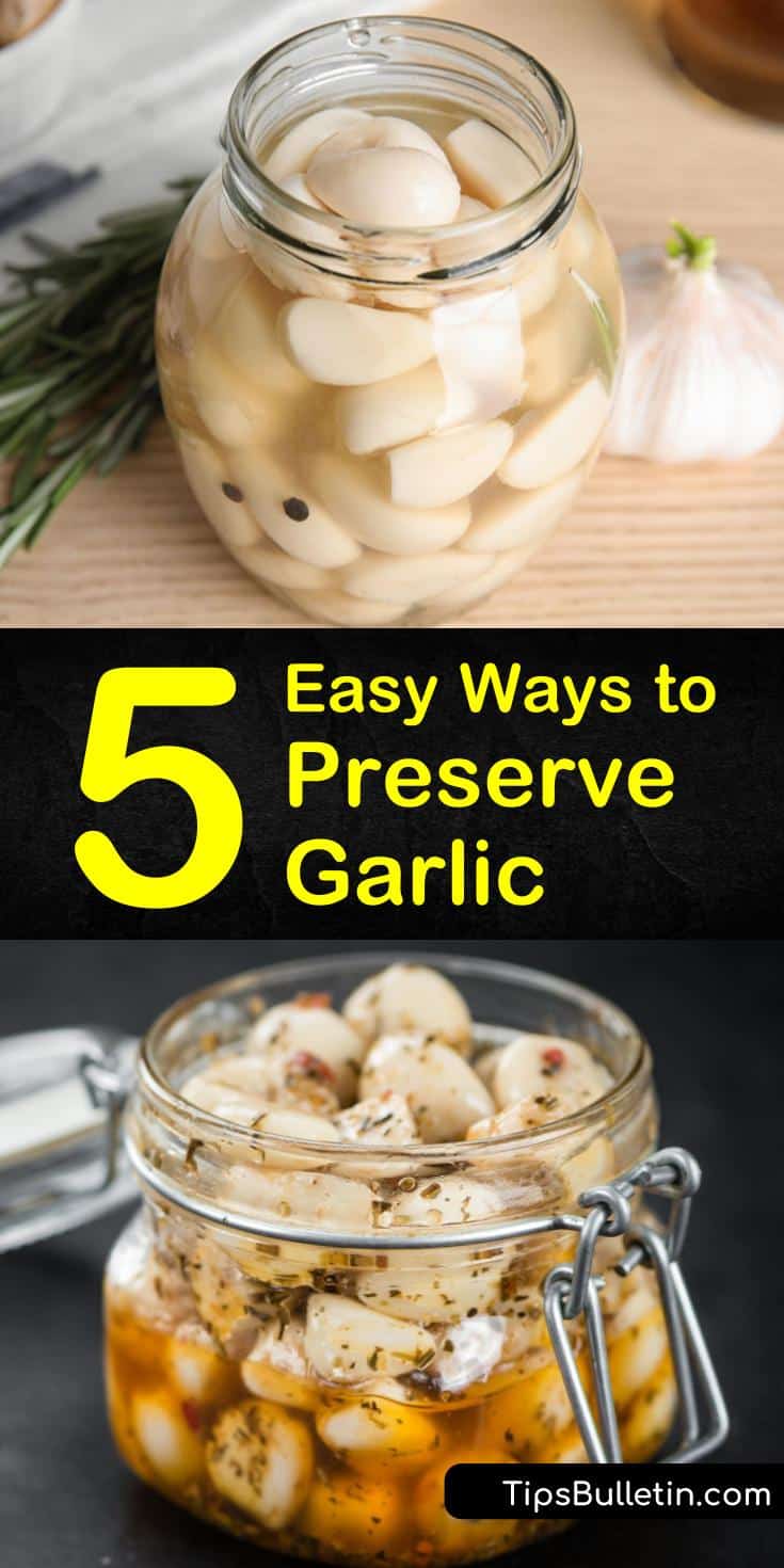 Find out how to preserve garlic in vinegar and in oil with our simple guide. We show you how to store garlic cloves in olive oil and give you options for including minced garlic in your favorite pickles recipe. #garlic #preservinggarlic #preservegarlic