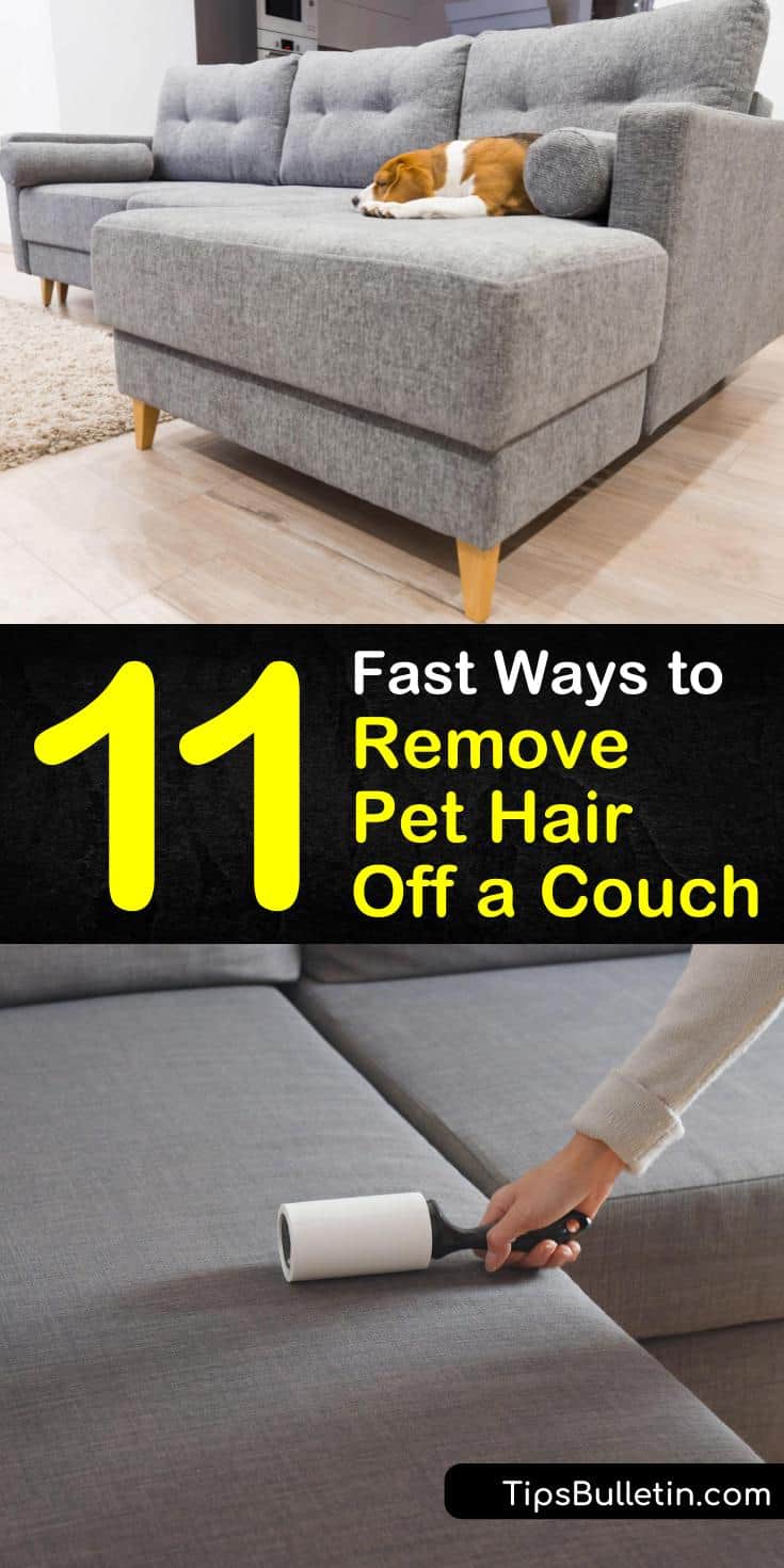 Pet owners often struggle with the daily occurrence of dog hair on furniture. Use a vacuum cleaner to remove pet hair, and use fabric softener and a lint roller to keep loose pet hair at bay in between vacuumings. #removepethair #couch #doghair #sofa