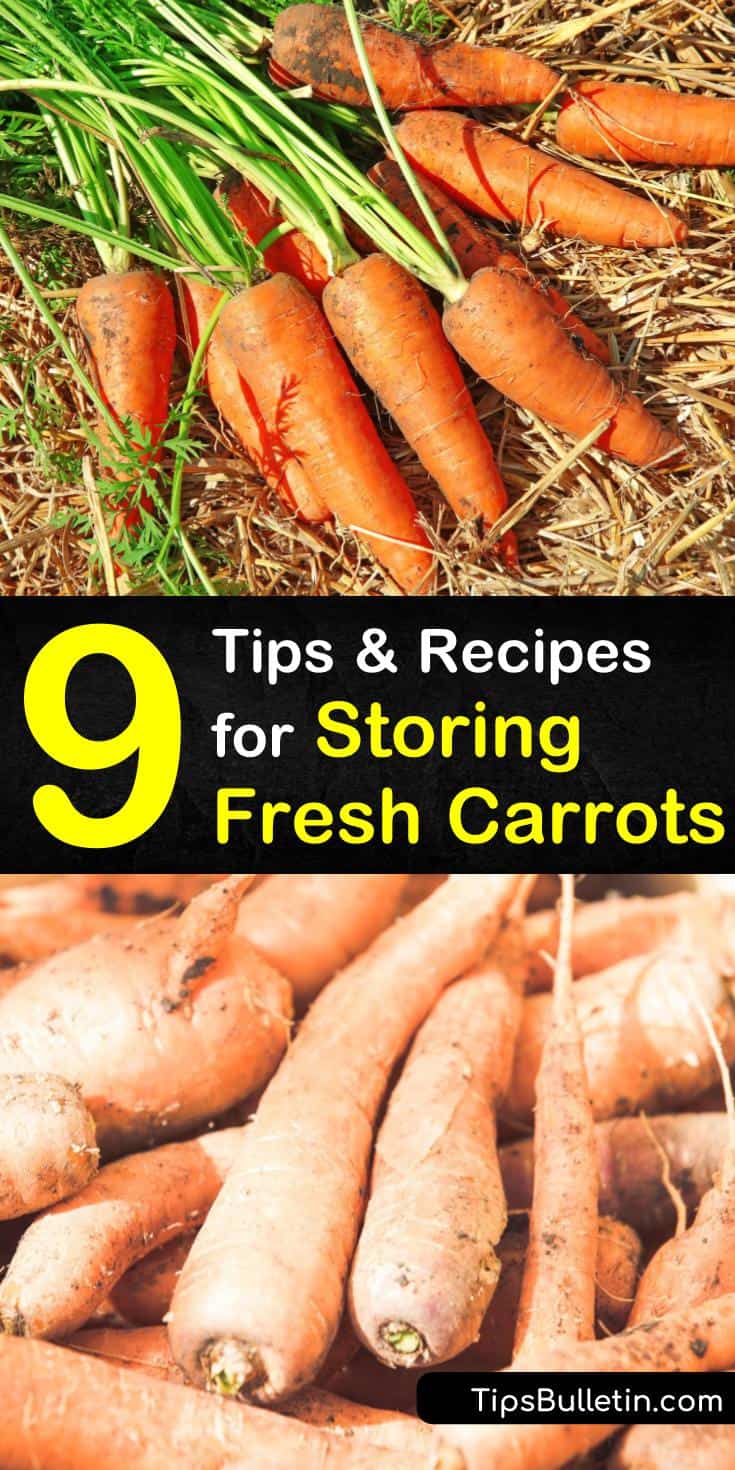 Discover how to store unwashed, fresh carrots in damp sand or by leaving them in the ground, covered in mulch. Keep carrots fresh in the fridge by wrapping them in damp paper towels or store them by canning for the longest shelf life. #howtostorecarrots #storingcarrots #carrotstorage