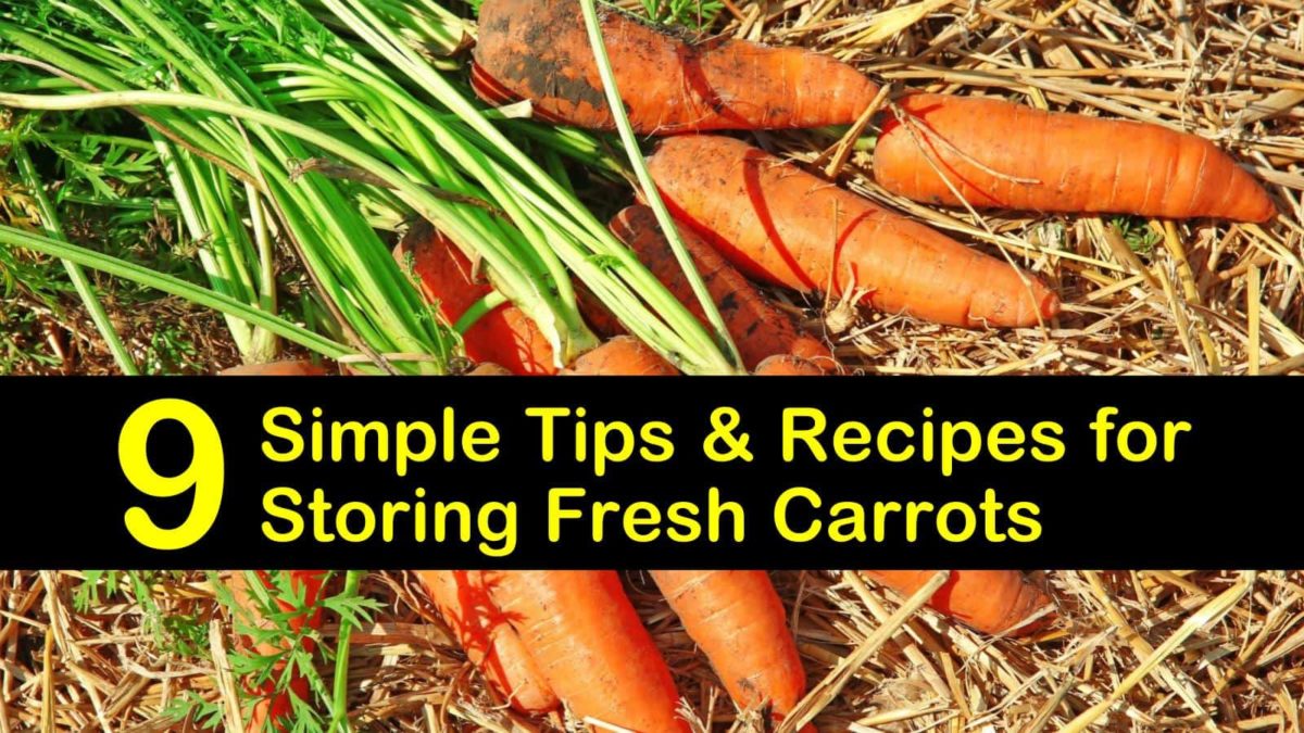 9 Simple Ways of Storing Fresh Carrots