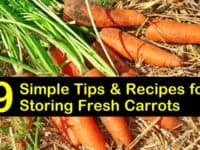 how to store carrots titleimg1