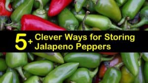 how to store jalapenos titleimg1