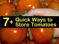 how to store tomatoes titleimg1