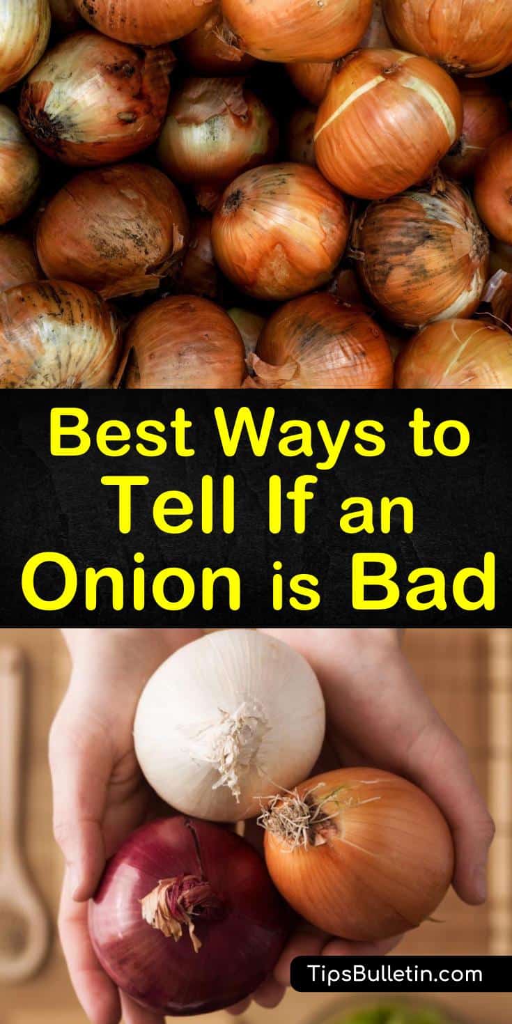 Even if you pick out the freshest onion and store it properly, if kept too long it spoils. Come find out what to look for to see if it's time to throw out your onions. #rottingonions #onion #bad