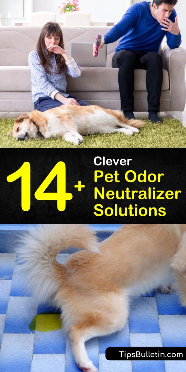 Learn how to make a homemade enzymatic carpet cleaner and pet odor eliminator to remove pet urine stains from carpeting and upholstery. Use Rocco & Roxie odor remover or neutralize odors with a vinegar-water solution. #petodor #neutralizer #neutralizepetodors