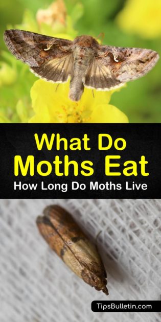 What Do Moths Eat - How Long Do Moths Live?