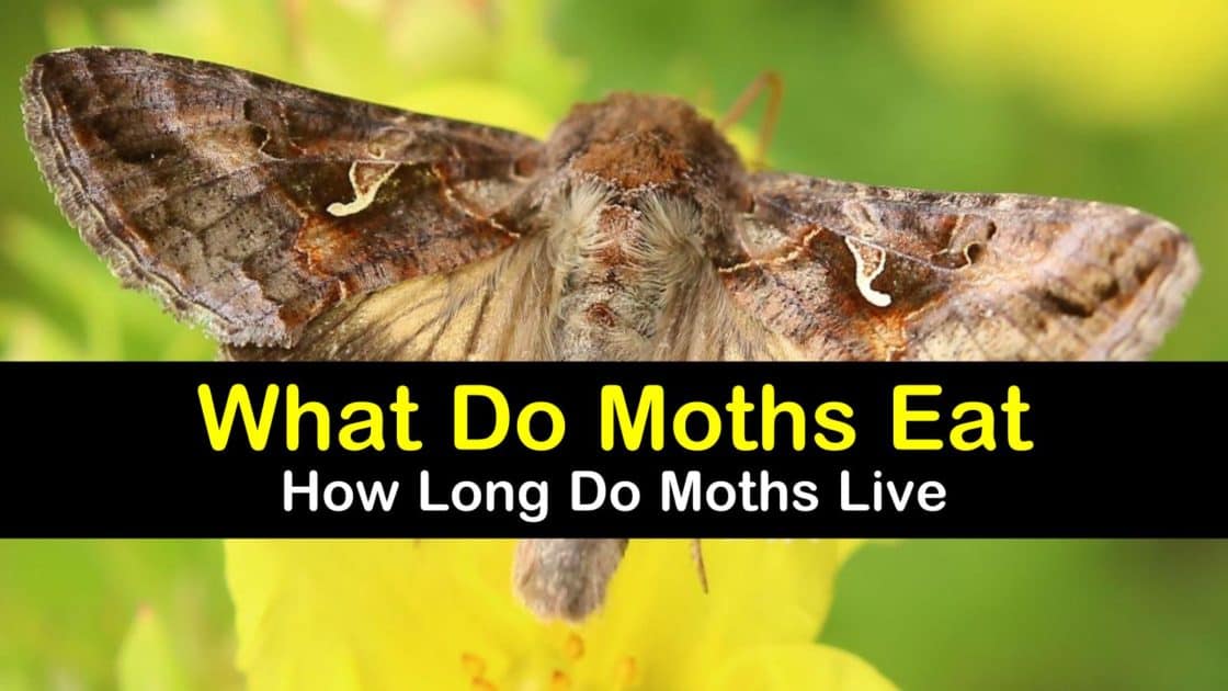 What Do Moths Eat - How Long Do Moths Live?