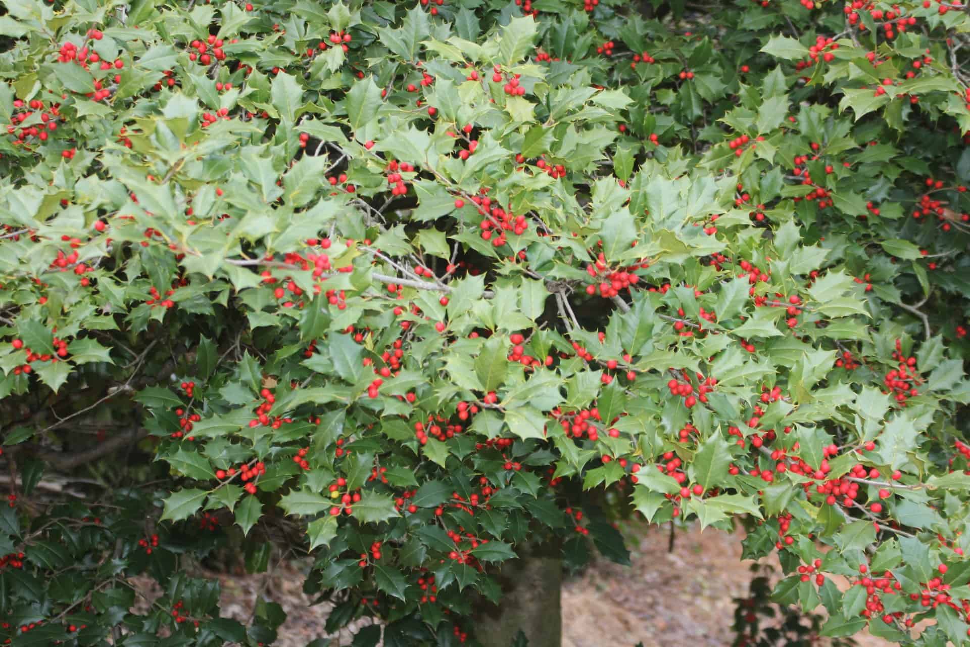 American holly is popular with the birds