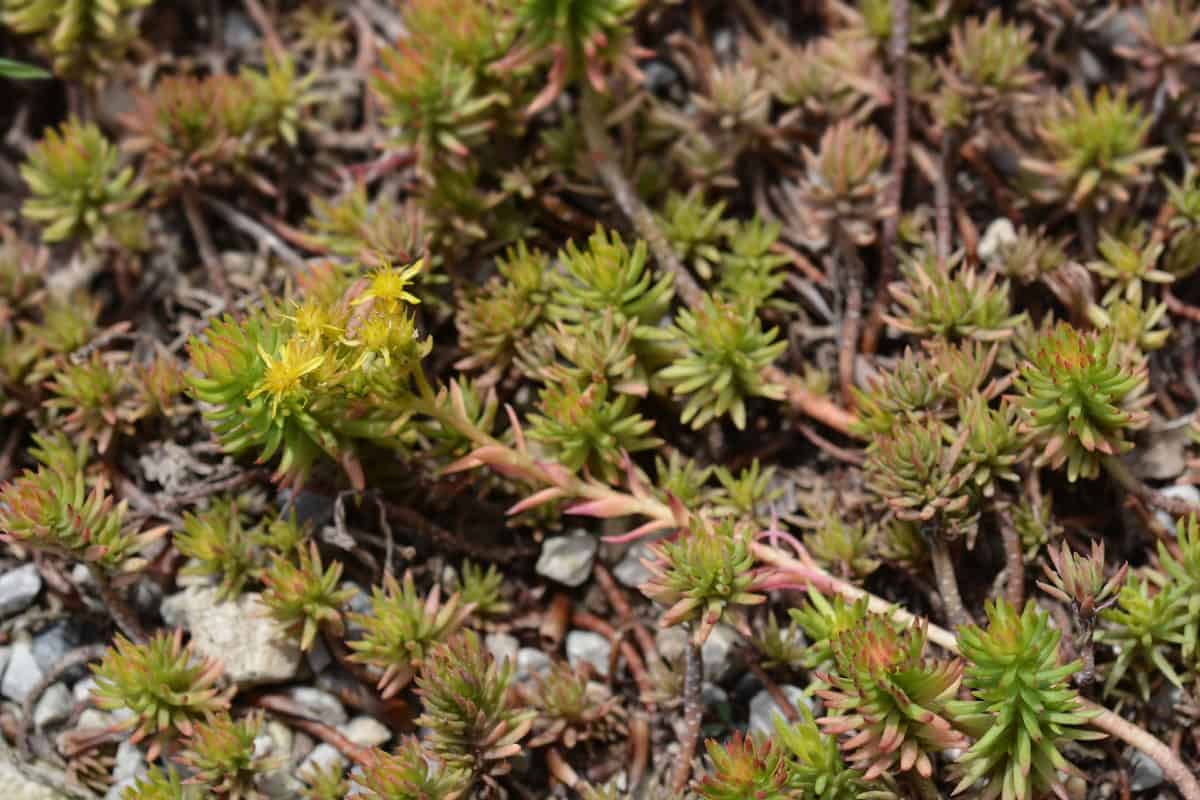 Angelina sedum is a perennial that likes partial to full sun