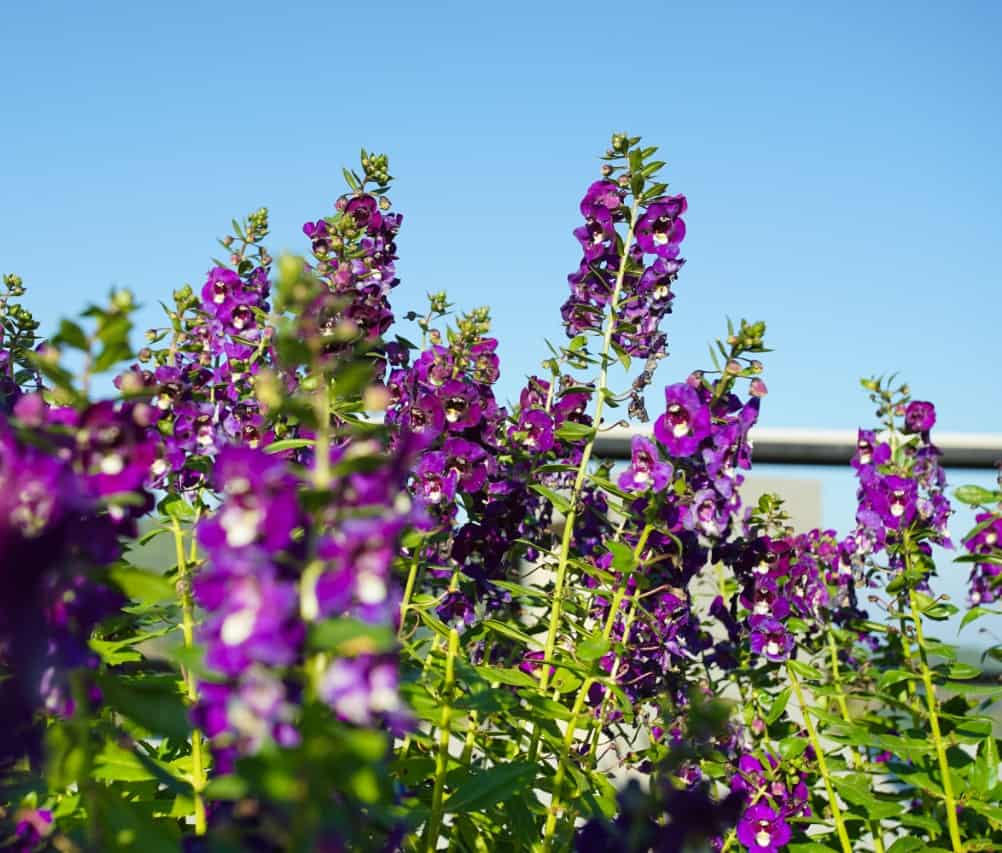 angelonia prefers lots of sun to thrive