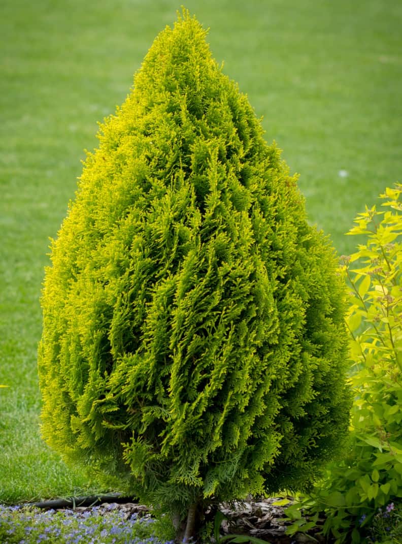 arborvitae is an evergreen shrub that grows fast