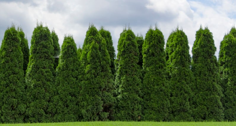 arborvitae is also called Green Giant