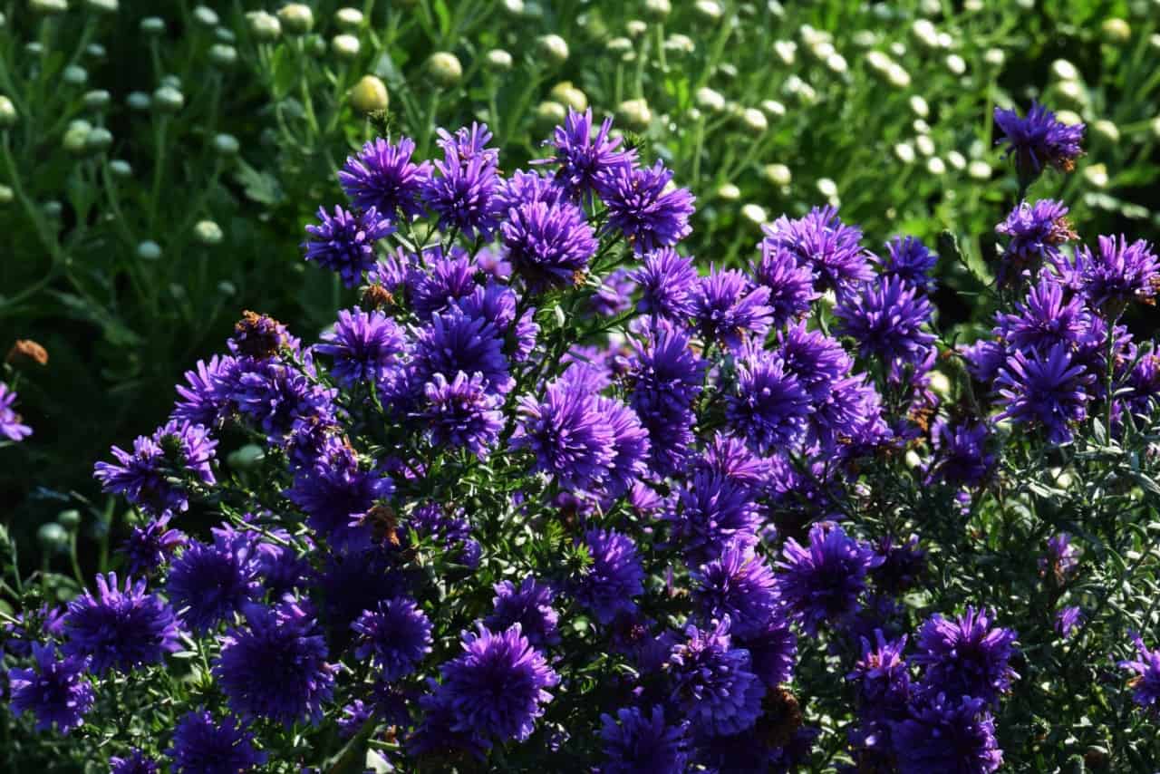 asters are daisy-like in appearance