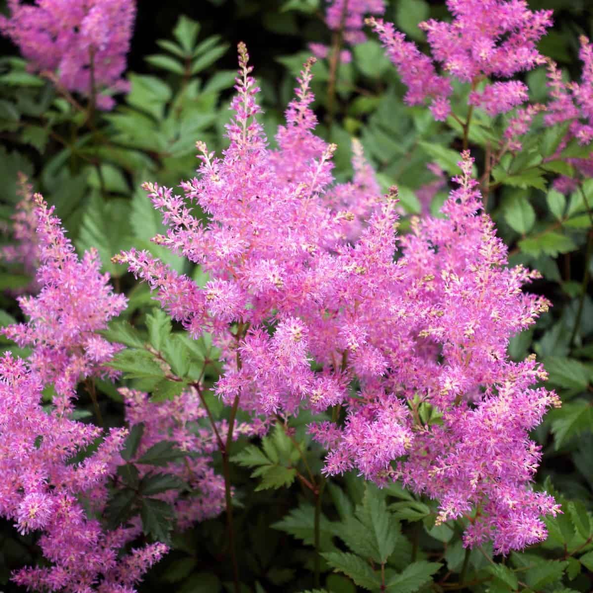 the fragrant blooms of the astilbe attract birds