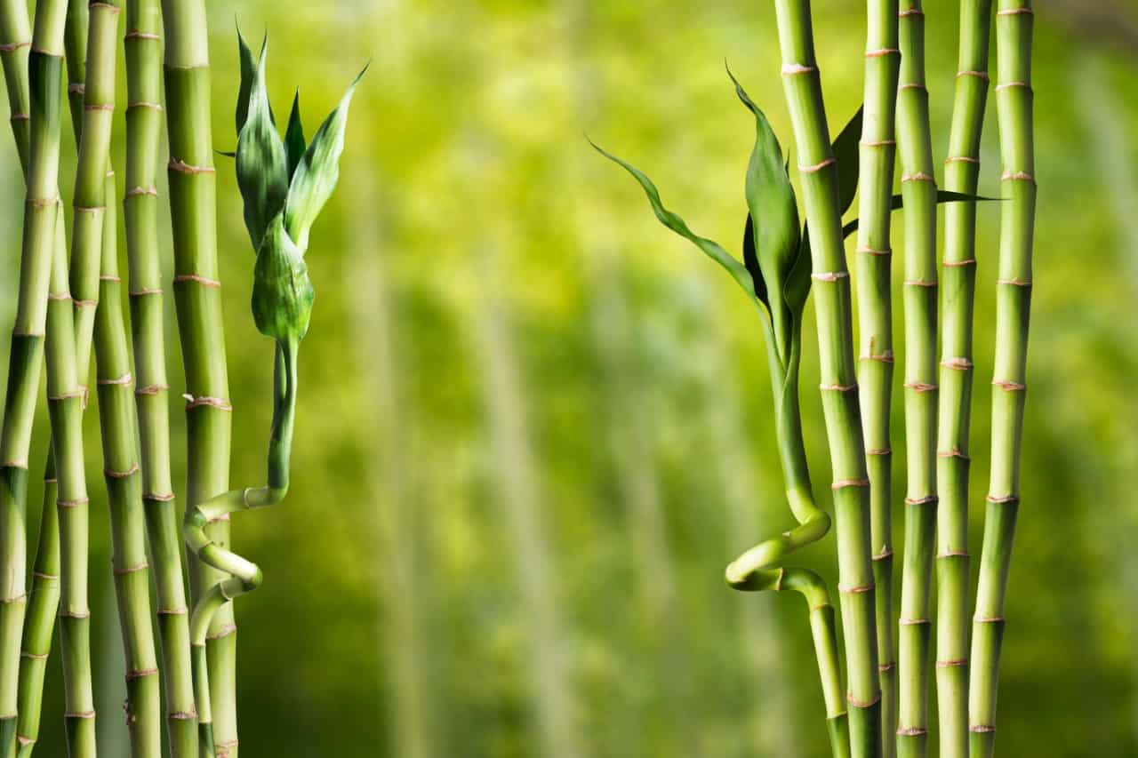 bamboo is an unusual choice for a living fence