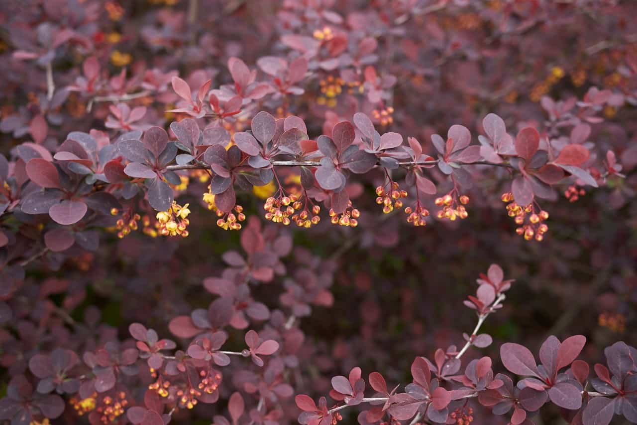 the barberry shrub has vibrant foliage