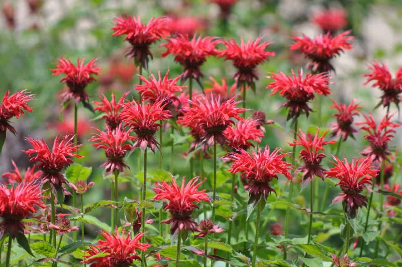 bee balm attracts beneficial pollinators