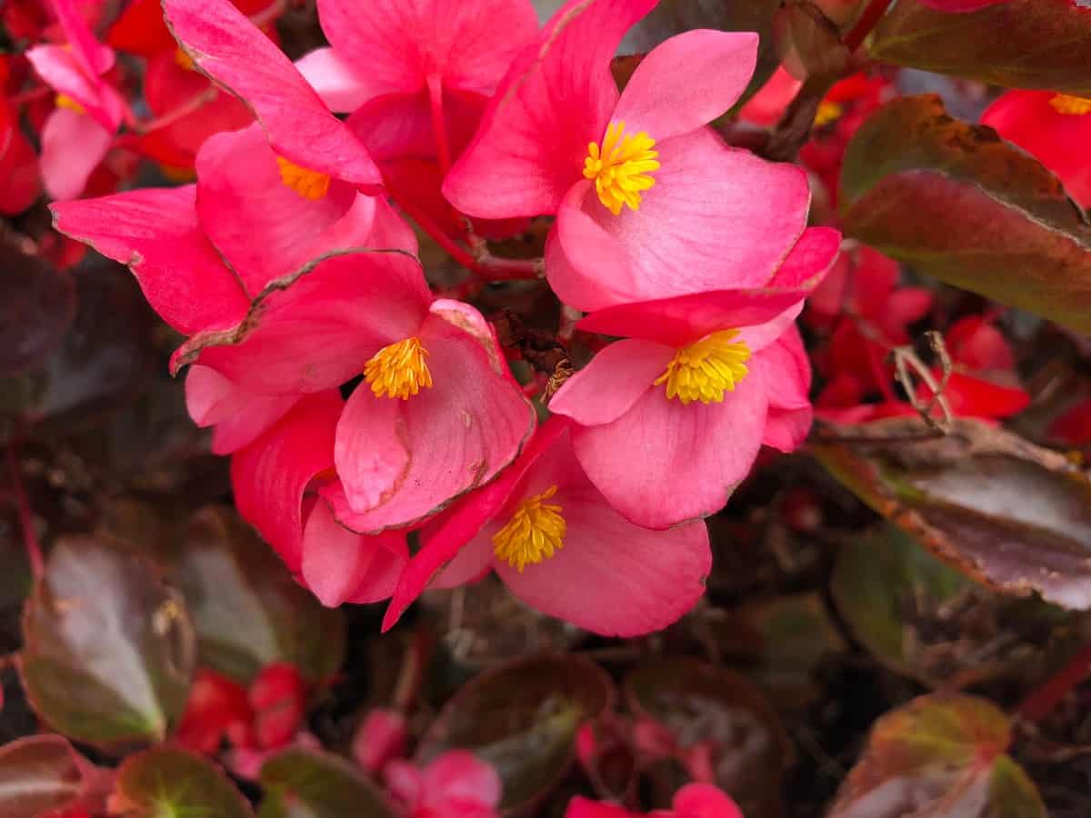 begonias come in a variety of shapes and sizes