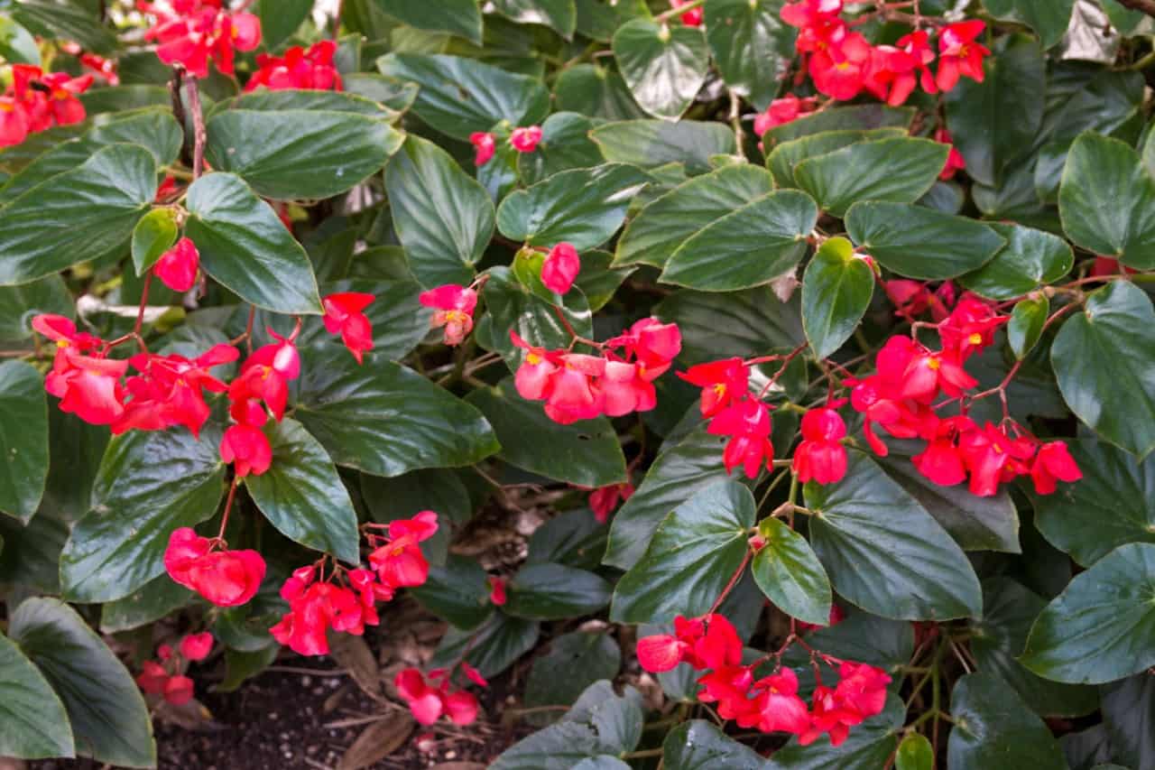 begonia is a colorful plant that makes a great addition to a window box