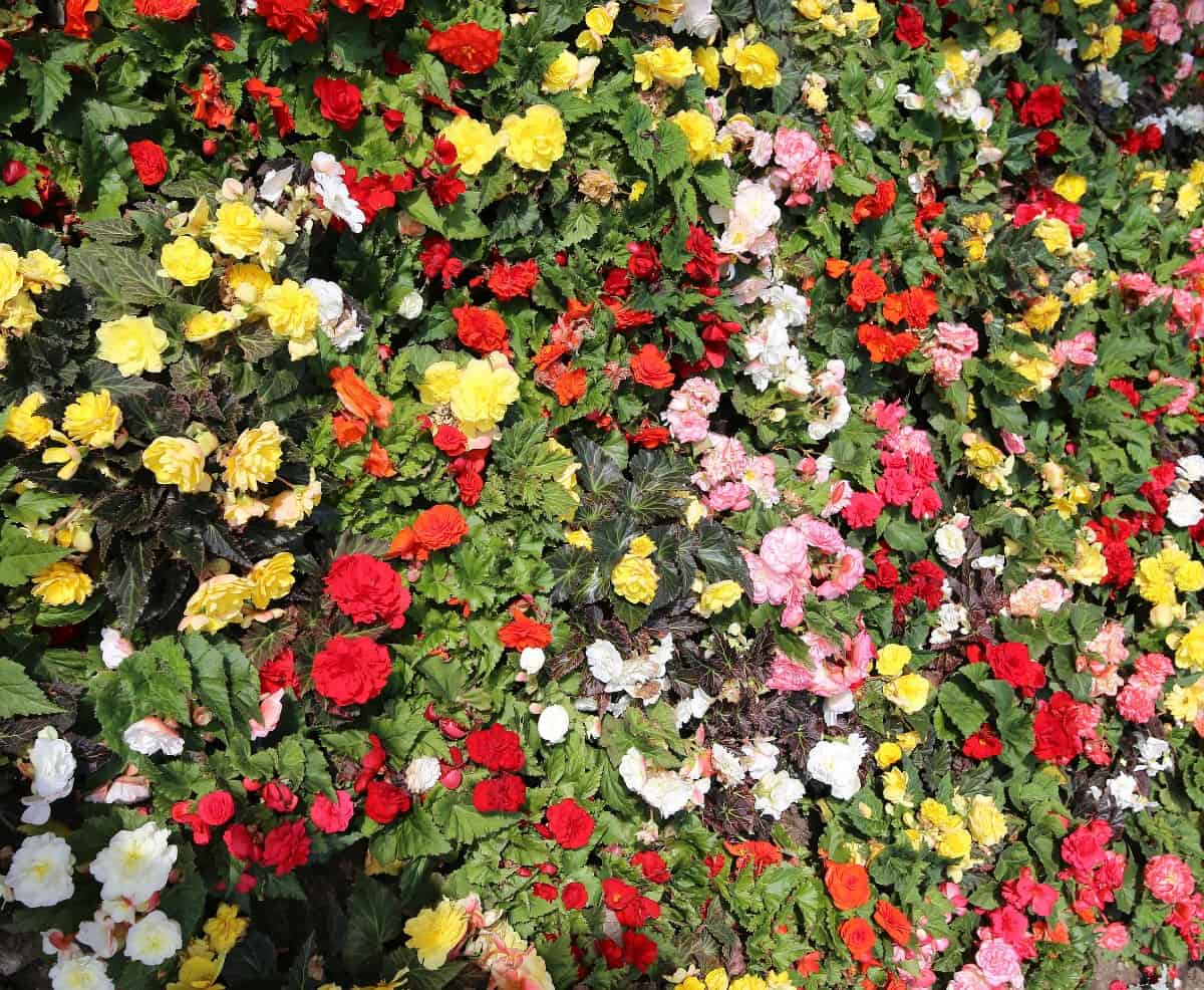 begonias come in a wide variety of colors