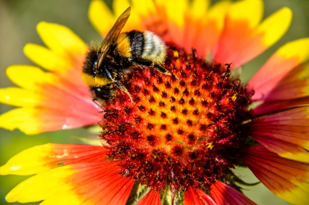 black-eyed Susan is a favorite deer-resistant flower