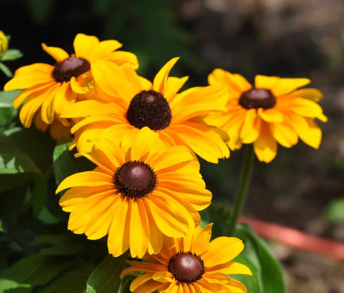 black-eyed Susan has colorful flowers