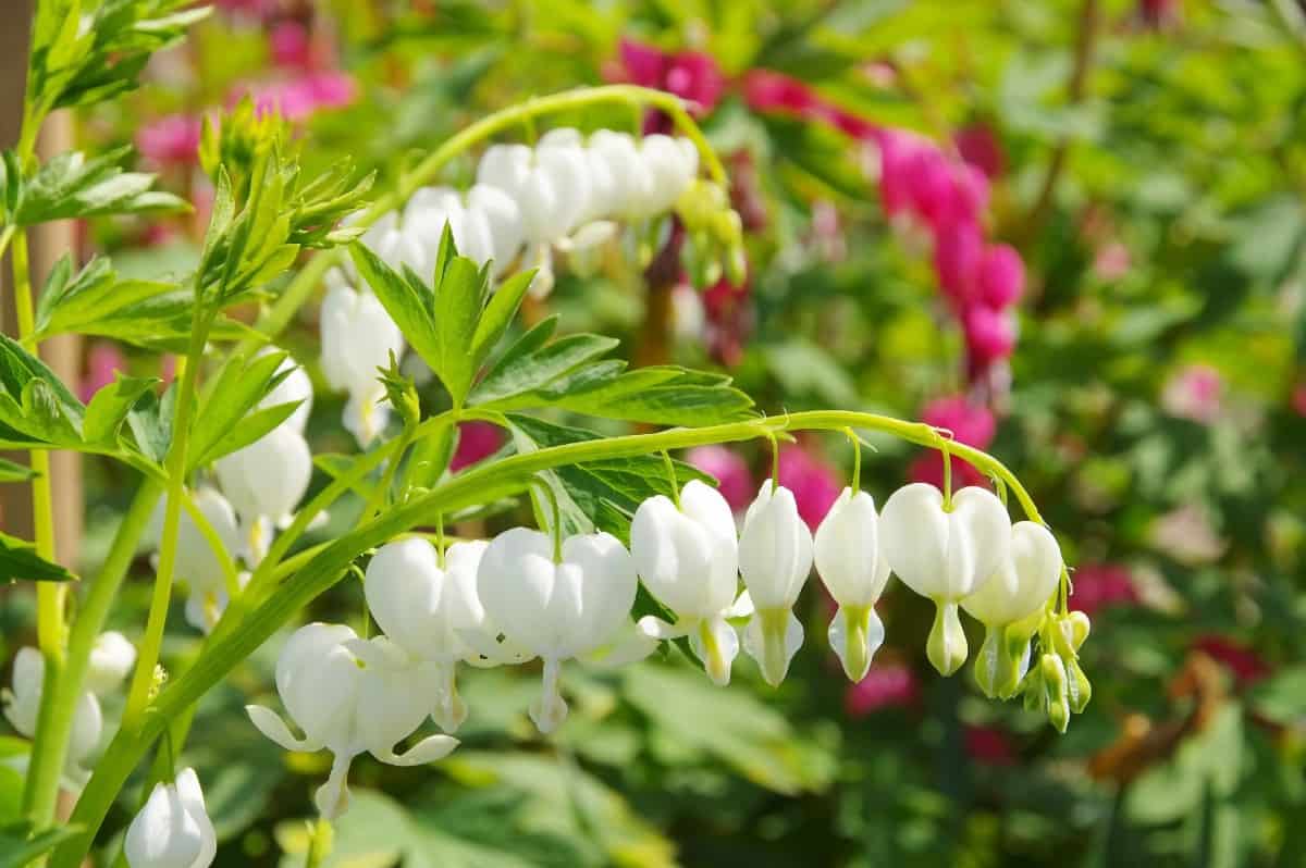 bleeding heart is a low maintenance perennial