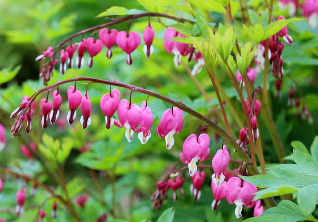 bleeding heart flowers are deer resistant