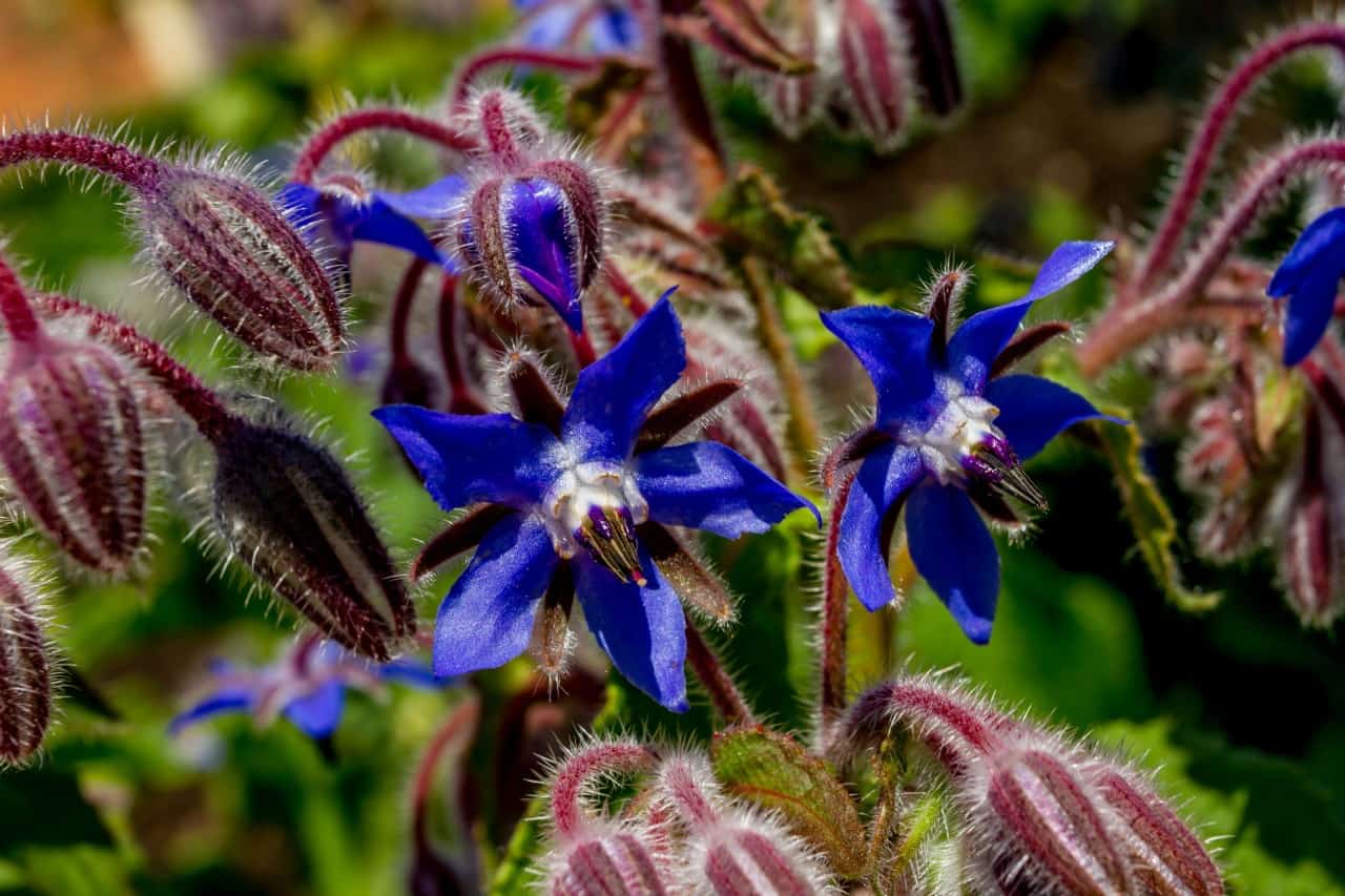 borage is an annual plant that is low maintenance